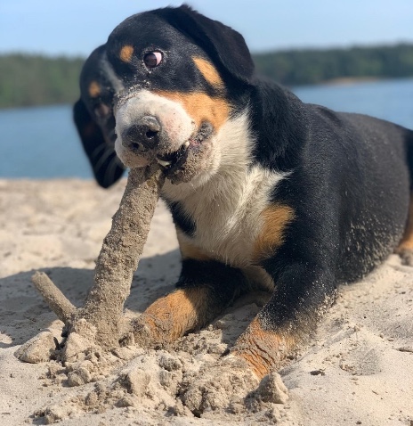 Entlebucher