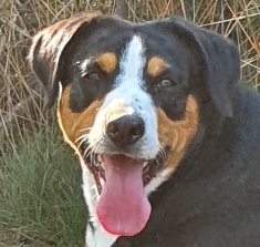 Gio